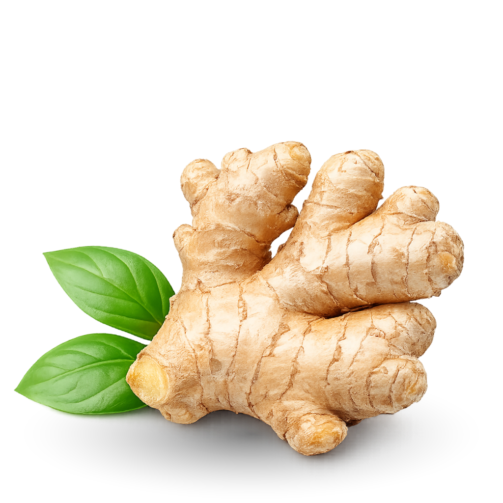 Ginger